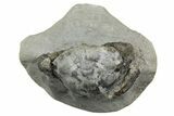 Eocene Fossil Crab (Pulalius) - Washington State #354983-1